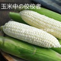 50克(1包) 农科院奶糖水果玉米白色脆甜皮薄无渣玉米种子高产春秋蔬菜种孑苗