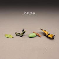 帝王蝴蝶生长周期(一套) 认知玩具昆虫动物模型教具 帝王蝴蝶生长过程 虫卵幼虫蛹模型摆件