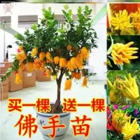 金佛手2年苗(买一颗送一颗) 裸根不带土 佛手柑盆栽金佛手树苗带果香橼树苗庭院树木四季常青种植嫁接耐寒