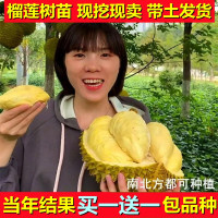 3年苗后年结果买三送一 111cm(含)-140cm(含) 四季榴莲苗榴莲苗北方种植金枕头泰国果树苗南方芒果苗菠萝蜜苗