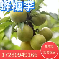 5年苗[以上当年结果] 81cm(含)-110cm(含) 蜂糖李树苗果树苗当年结果嫁接李子苗南北方四季庭院种植盆栽地栽