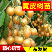 2年苗[不包成活] 60cm(含)-69cm(含) 黄皮苗大鸡心嫁接无核黄皮树苗南北方种植盆栽地栽果树苗当年结果