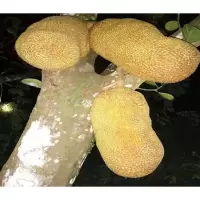 一年苗高50到60不含 50cm(含)-60cm(不含) 木菠萝树苗 广西湿包 金包四季菠萝苗 水糖菠萝蜜树苗 庭院果树