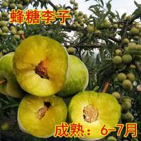 新品种:蜂糖李子 试种苗[1棵装]不包活 李子树苗早熟晚熟嫁接蜂糖李青脆李子苗南北方种植果树苗当年结果