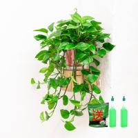 180红盆自吸水已养好长藤1盆[超 过50cm藤]+送 带盆栽好 绿萝盆栽室内吸除甲醛净化空气长藤垂吊兰大绿箩植物水培花