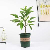 白兰3年苗(40-50cm)高 不含盆 白兰花盆栽花卉植物室内玉兰树苗带花苞开花浓香型黄角兰好养