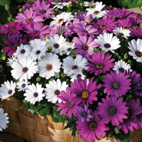 南非万寿菊混色1000粒+肥2 南非万寿菊种子盆栽花卉种孑花种籽子蓝目菊易活四季开花花籽室外