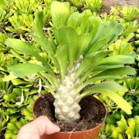 小颗高10公分以上 裸根不带土 扇贝麒麟贝信多肉植物大戟科属室内外仙人掌贝信沙生耐旱绿植好养