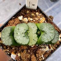 紫色 酒乐(盆口7cm) 带盆栽好 龙哥多肉植物 玉扇万象白妙雪国白亚黑武泰欧若拉鬼岩城 绿植盆栽