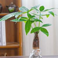 特价单棵发财树[试种苗] 裸根不带土 发财树盆栽客厅花卉绿植室内招财水培绿色植物桌面办公室小盆景