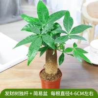 A发财独杆直径4-6cm1简易 不含盆 发财树摆客厅大棵旺宅绿植大型放什么步步高好养活耐晒的植物盆栽