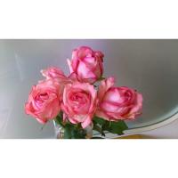 伊芙新娘 带盆栽好 伊芙伯爵粉伯爵胭脂香水乙女心贵族妖精蕾欧诺蓝宝石月読2加大苗