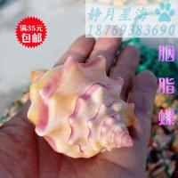 长7-8厘米 天然海螺贝壳胭脂螺送礼招财镇宅结婚礼物家居装饰鱼缸水族箱造景