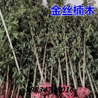 杯苗高度50-80厘米带土球2棵 不含盆 正宗金丝楠木树苗大树庭院别墅地栽盆栽绿植花卉大型名贵绿化苗木