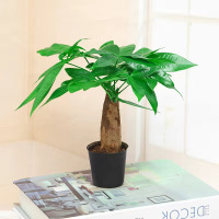 #60 带盆栽好 发财树盆栽树苗移植植物办公室招财小盆栽绿植大盆景四季常青