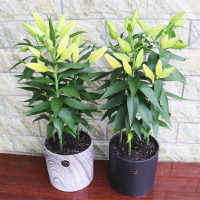 花色 混色百合3球+肥 12+ 5颗香水百合花种球带芽四季重瓣室内阳台绿植物盆栽百合花苗种子