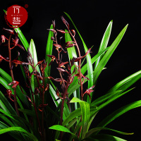 企黑7-8苗[不带花] 带培育盆土发 不含盆 兰花苗盆栽企黑浓香带花苞报岁墨兰四季兰花卉绿植室内