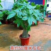 粗庄发财树50-60厘米 不含盆 发财树金钱树散尾葵盆栽大室内办公室植物开业招财发才树大型绿植