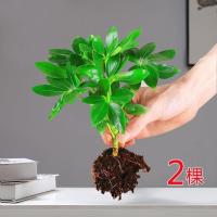 八方来财[水培 2 棵苗]+肥料 裸根不带土 八方来财鸭脚木花卉盆栽七叶莲绿植招财树发财树四季常青桌面盆栽