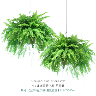 NB波斯顿蕨2株装 含盆 长叶肾蕨波斯顿蕨大型蕨类垂吊水培植物室内绿植阳台花卉霸王蕨