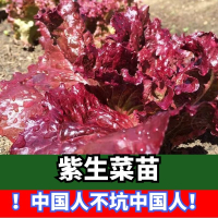 紫生菜苗10棵(陆运) 紫生菜苗紫叶生菜盆栽水培生菜苗多年生菜苗球苗奶油玻璃四季种植