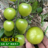 超甜绿甜宝番茄种子10粒 绿翡翠番茄种子超甜樱桃小番茄种籽孑圣女果苗春季四季盆栽阳台