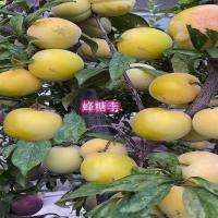 蜂糖李子[3公分]带土球发货 141cm(含)-170cm(含) 嫁接蜂糖李子树苗盆栽地栽当年结果南北方种植四川贵州脱骨