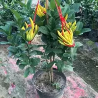 金佛手苗三年苗[现挖 现发]送生 裸根不带土 金华佛手盆栽带花/佛手树苗带果/佛手柑盆栽金佛手苗四季常青盆景