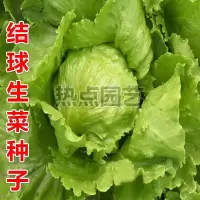 N82-结球生菜厂家袋装约500粒 裸根不带土 结球生菜种子 蔬菜种子奶油生菜生菜种子春秋季播盆栽阳台菜