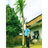 甘蔗种苗广西木格白玉蔗玻璃脆白皮果蔗种子非黑皮青皮黄皮蔗种