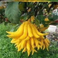 金佛手4年当年结果苗(1棵) 裸根不带土 佛手柑盆栽金佛手树苗带果香橼树苗庭院树木四季常青室内观赏种植