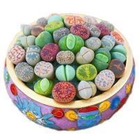 新手套餐(10棵1年苗)裸根不包活 新手套餐(10棵1年 裸根不带土 多沫园艺 生石花石头话屁屁花番杏科多肉植物PP绿植