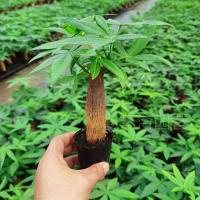 精品单棵发财树[不含盆] 裸根不带土 发财树盆栽花卉植物办公室内客厅绿植小盆景四季常青易活水培好养