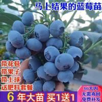 2年苗 [2棵起拍] 品种留言 60cm(含)-69cm(含) 蓝莓树果苗带果盆栽地栽阳台果树苗南方北方种植当年结果蓝莓