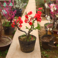 红宝石海棠盆栽(01款) 联系客服选实物图 不含盆 海棠花盆景观花又观果室内观赏庭院绿化花色艳丽改善空气调节环境