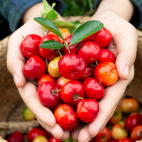 巴巴多斯樱桃1加仑 15cm以下 种花王大爷 巴巴多斯樱桃果树盆栽花卉阳台庭院四季水果可食用