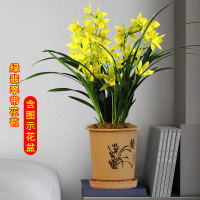 [带花苞]绿翡翠4-5苗送黄花盆 含盆 翁源兰花苗绿翡翠带花苞浓香型室内好养四季建兰花卉