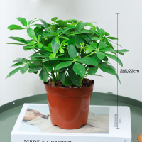 八方来财[15-20厘米高]2颗 含盆 鸭脚木盆栽植物室内外好养客厅花卉绿植发财树水培七叶莲八方来财