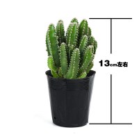 小号聚财山1盆 裸根不带土 聚财山多肉植物仙人掌盆栽客厅绿植花卉室内办公室桌面好养吸甲醛