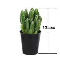 小号聚财山1盆-不含花盆 含盆 聚财山多肉植物仙人掌盆栽客厅绿植花卉室内办公室桌面好养吸甲醛
