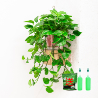 180红盆自吸水长藤1盆 [超过50cm 带盆栽好 绿萝长藤款垂吊壁挂盆栽室内大型绿植客厅水培除甲醛大号大叶绿箩