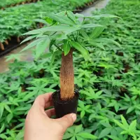 精品单棵发财树[不含盆] 裸根不带土 发财树盆栽室内客厅桌面绿植小盆景小发财树苗招财树吸甲醛植物