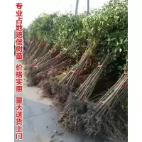 地径1公分金桂(10根) 裸根不带土 咸宁桂花树苗桂花苗金桂丹桂八月桂四季桂绿植庭院花卉征地桂花树