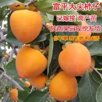已嫁接2年苗买2棵送1棵 111cm(含)-140cm(含) 陕西富平柿子树苗富平吊柿饼专用大尖顶柿子树苗嫁接好庭院果树