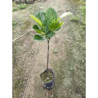 黄肉3年苗40-50CM(带土) 40cm(含)-50cm(不含) 菠萝蜜苗果树苗四季结果海南嫁接菠萝蜜苗当年结果苗南北