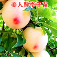 4年苗留言品种(适合新手种植 包成活!) 80cm(含)-89cm(含) 特大果晚熟脆甜李子树苗嫁接李子苗青脆李南方北方