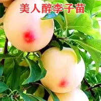 4年苗留言品种(适合新手种植 包成活!) 80cm(含)-89cm(含) 特大果晚熟脆甜李子树苗嫁接李子苗青脆李南方北方