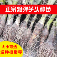 0斤 10株试种装/大小随机 现挖正宗乐昌炮弹芋头种苗5斤装 张溪香芋苗大型种苗槟榔芋苗种子