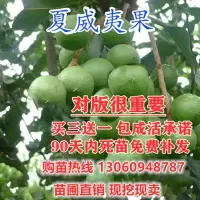 3年壮苗推荐买三送一 111cm(含)-140cm(含) 澳洲坚果树苗 坚果苗坚果小苗 夏威夷果树苗南方北方种植当年结果