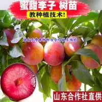 三年苗[2棵装] 81cm(含)-110cm(含) 蜜甜李 嫁接早熟蜜甜李子树苗南方北方种植果树苗当年结果水果苗